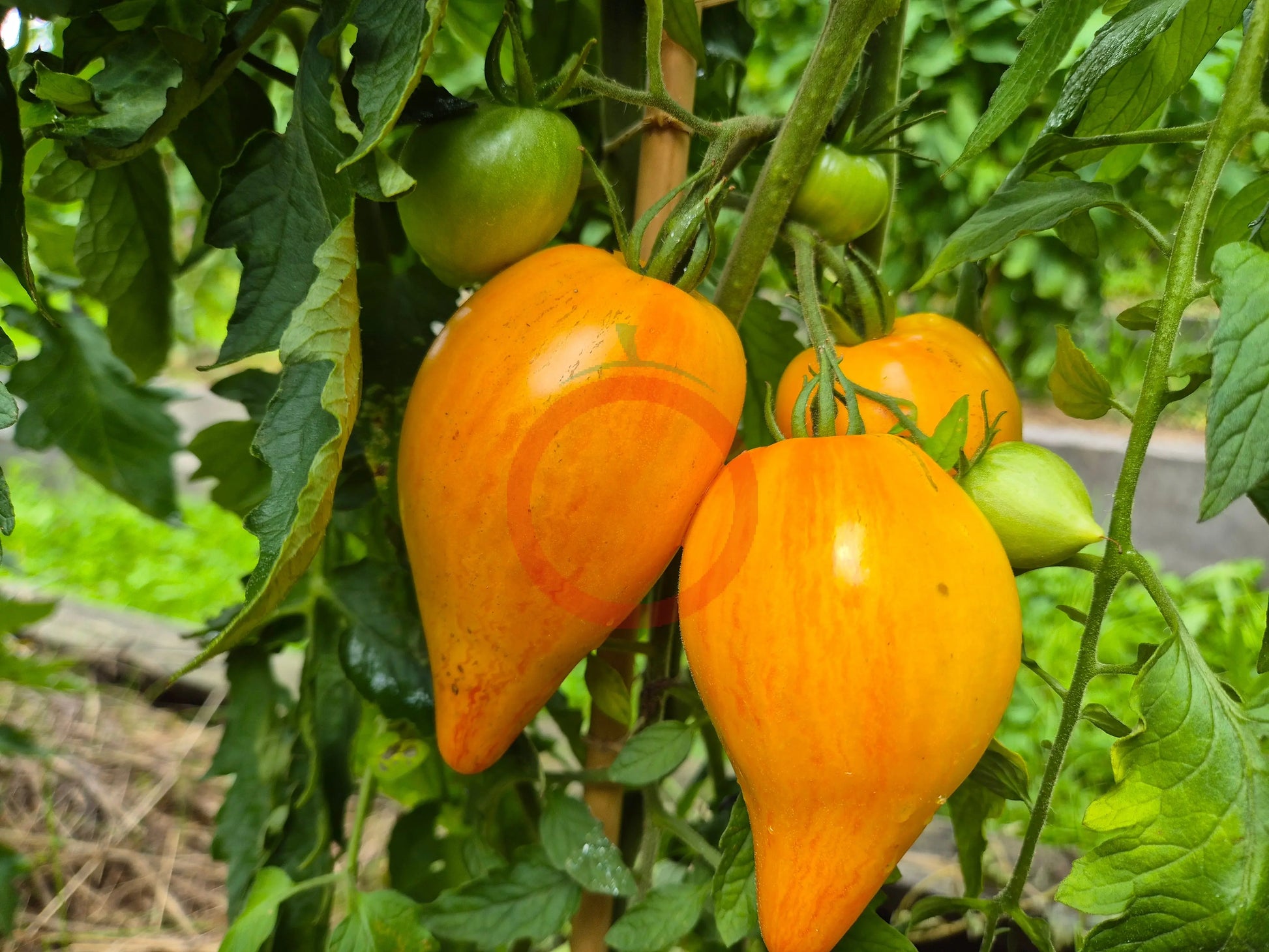 Iskusheniye DER TOMATENFLÜSTERER