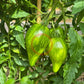 Iskusheniye DER TOMATENFLÜSTERER