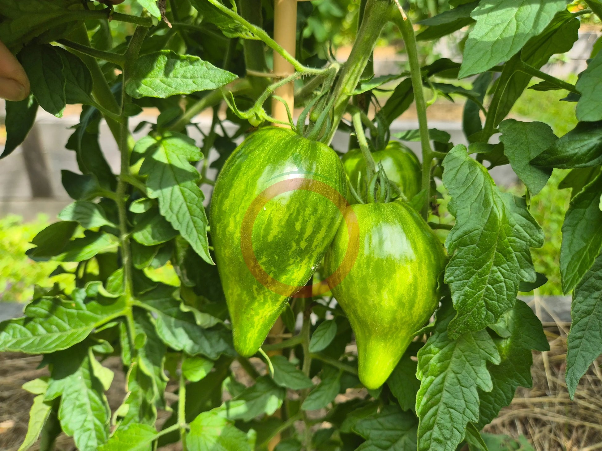 Iskusheniye DER TOMATENFLÜSTERER