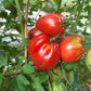 Italian Stallion DER TOMATENFLÜSTERER