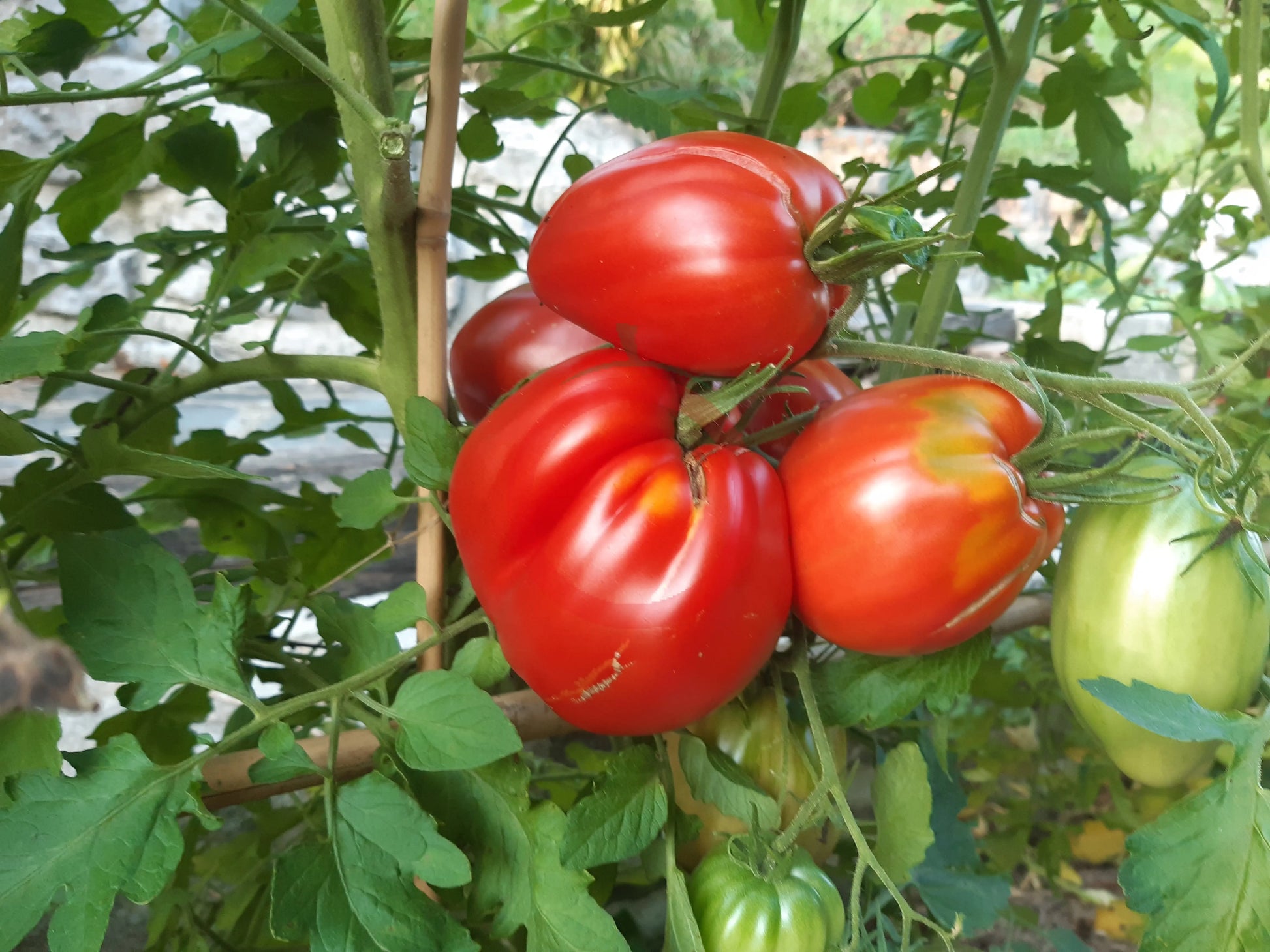Italian Stallion DER TOMATENFLÜSTERER