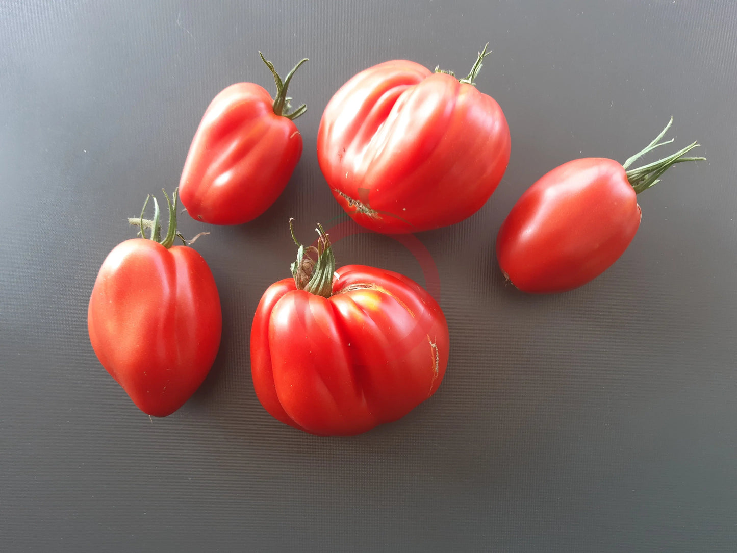Italian Stallion DER TOMATENFLÜSTERER
