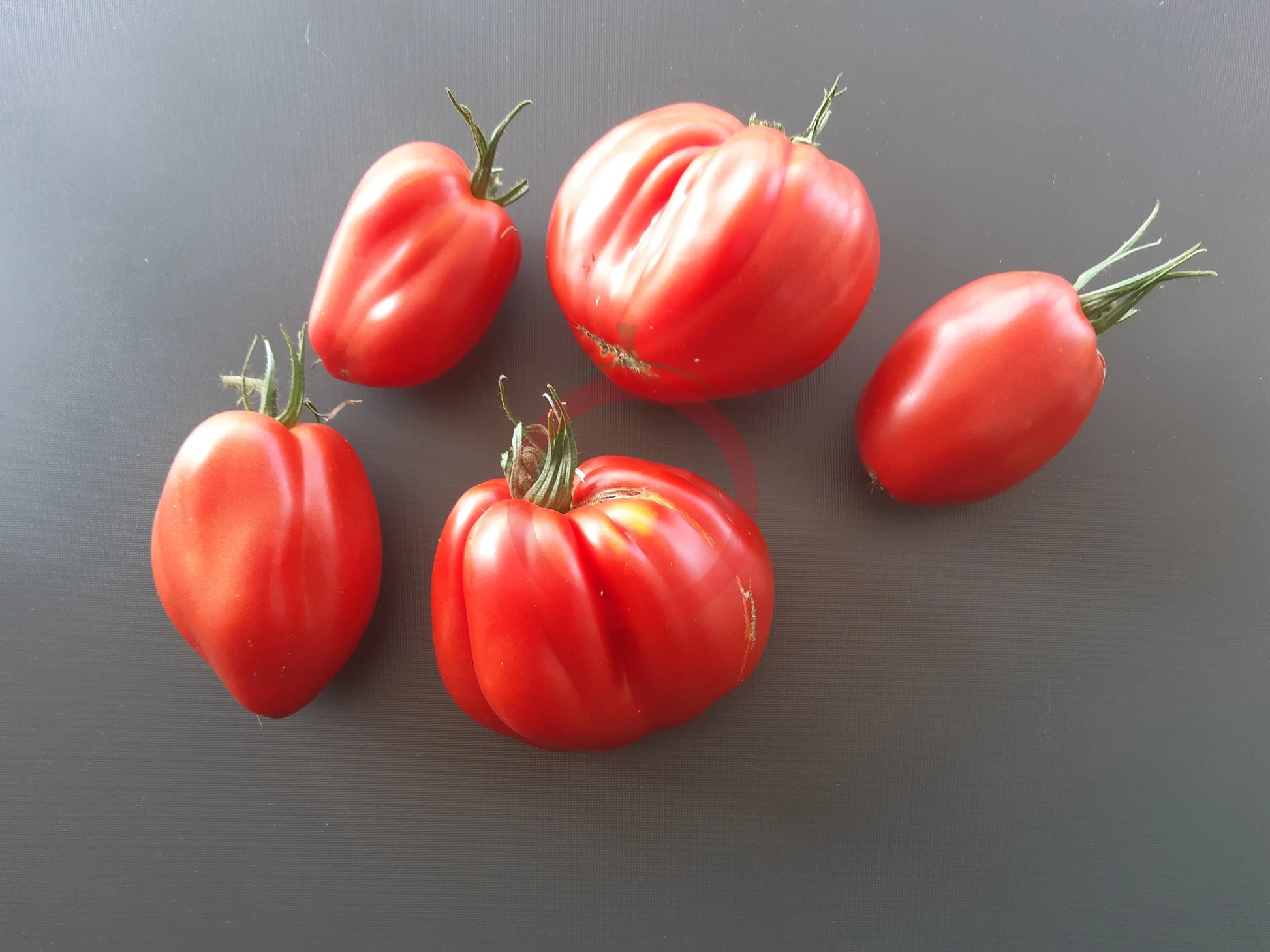 Italian Stallion DER TOMATENFLÜSTERER