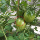 Italian Stallion DER TOMATENFLÜSTERER