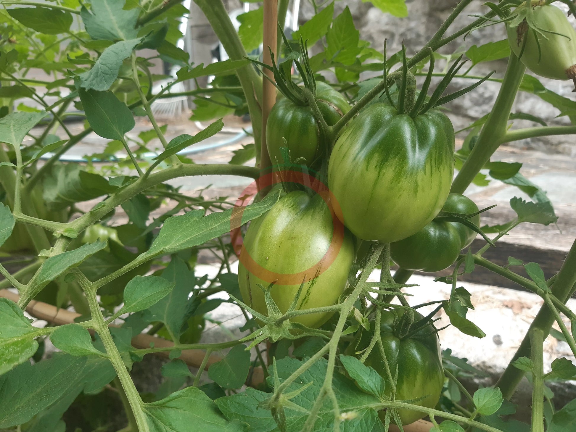 Italian Stallion DER TOMATENFLÜSTERER
