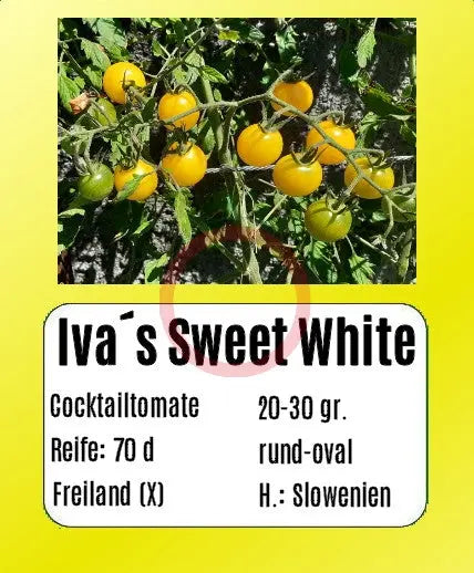 Iva´s Sweet White DER TOMATENFLÜSTERER