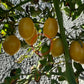 Ivory Egg DER TOMATENFLÜSTERER