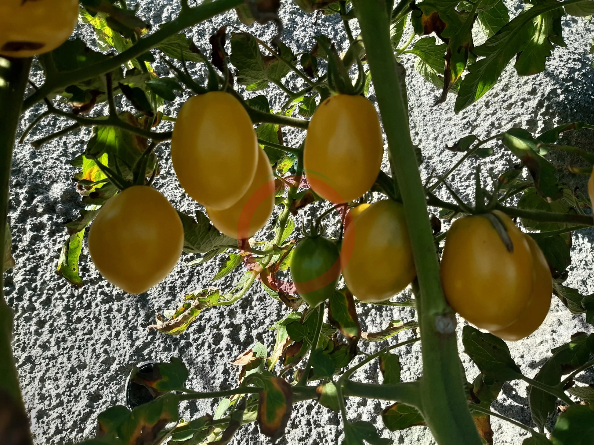 Ivory Egg DER TOMATENFLÜSTERER