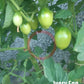Ivory Egg DER TOMATENFLÜSTERER