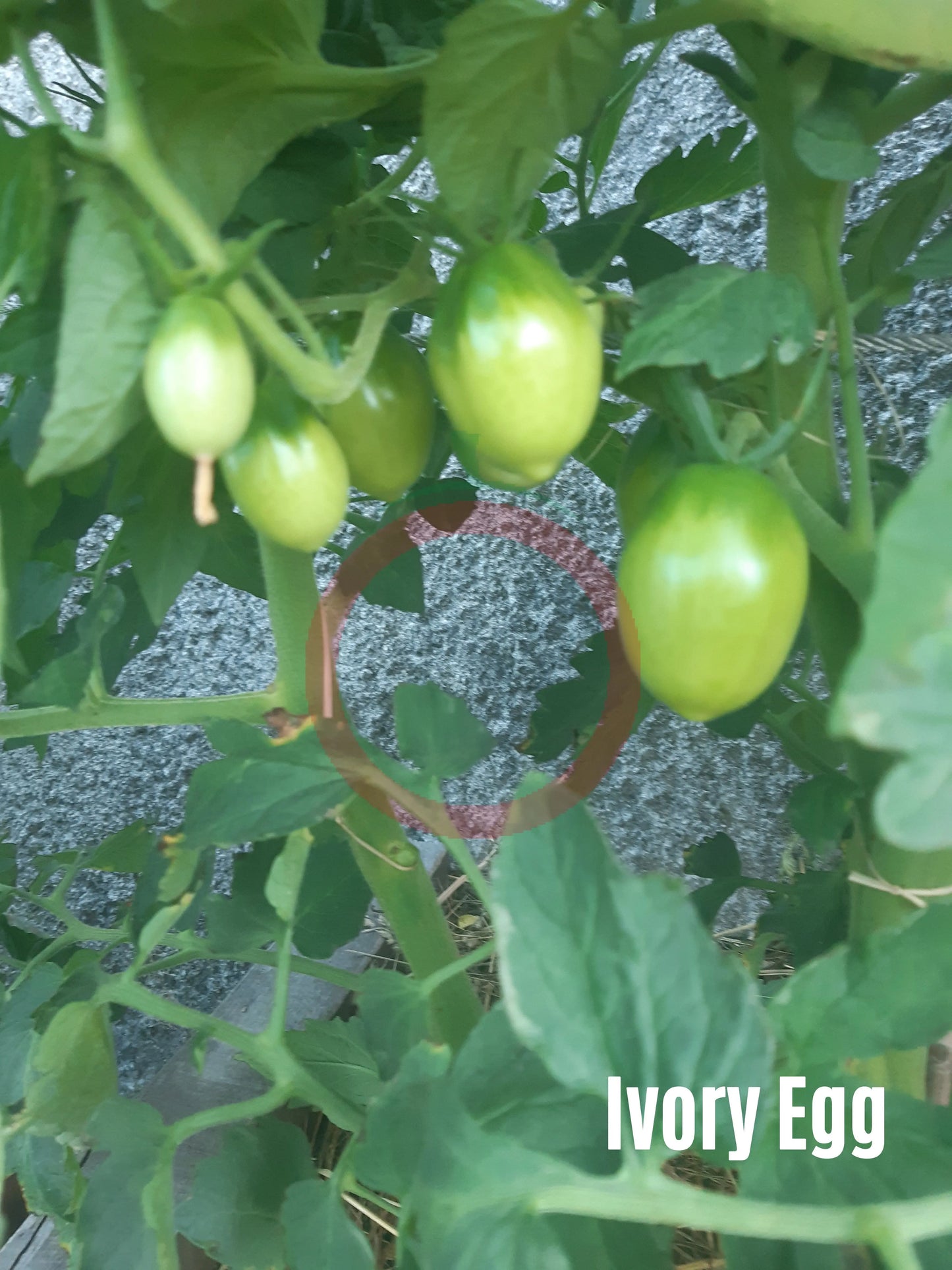 Ivory Egg DER TOMATENFLÜSTERER