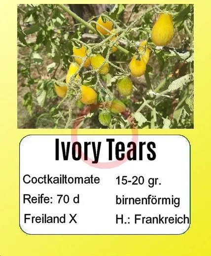 Ivory Tears DER TOMATENFLÜSTERER