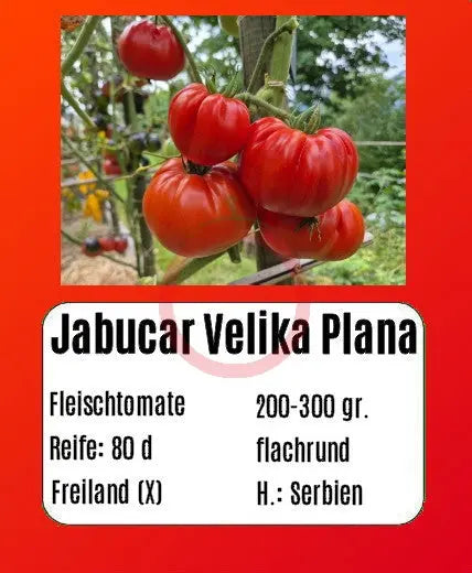 Jabucar Velika Plana DER TOMATENFLÜSTERER