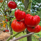 Jabucar Velika Plana DER TOMATENFLÜSTERER