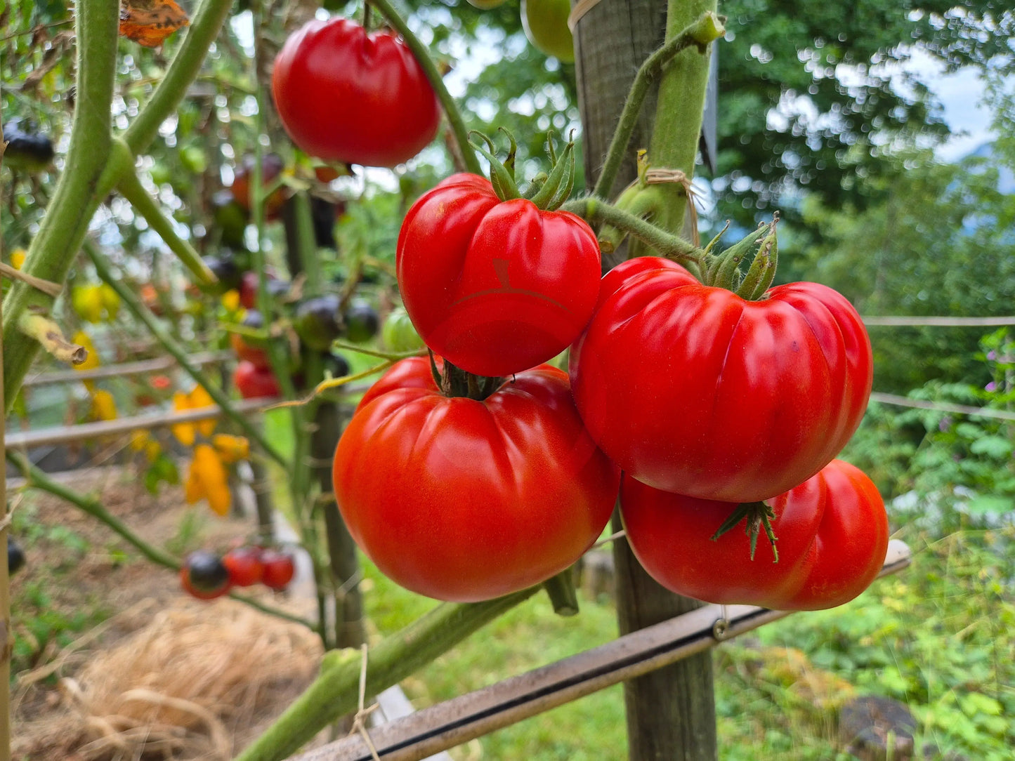 Jabucar Velika Plana DER TOMATENFLÜSTERER
