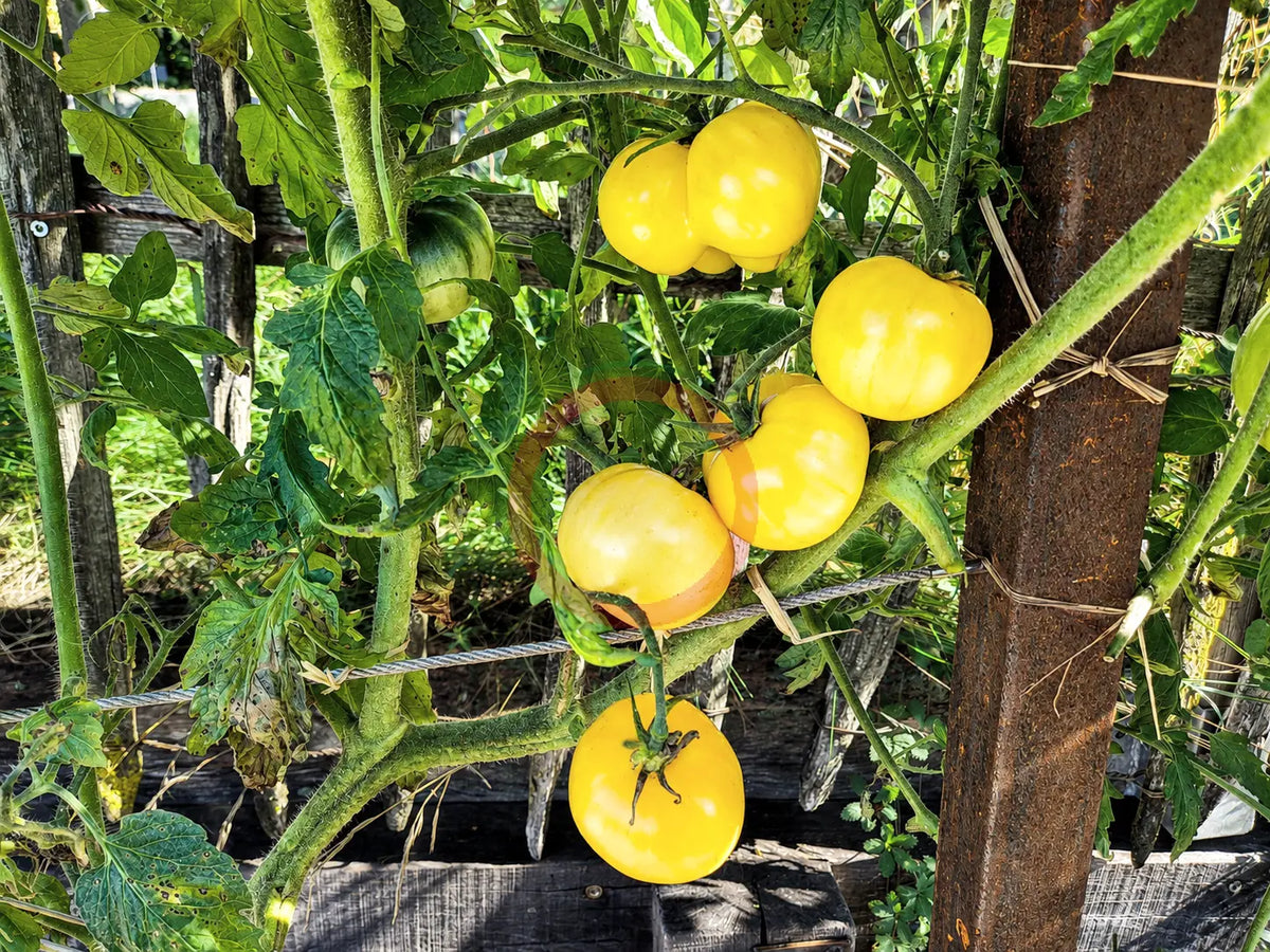 Jack White DER TOMATENFLÜSTERER