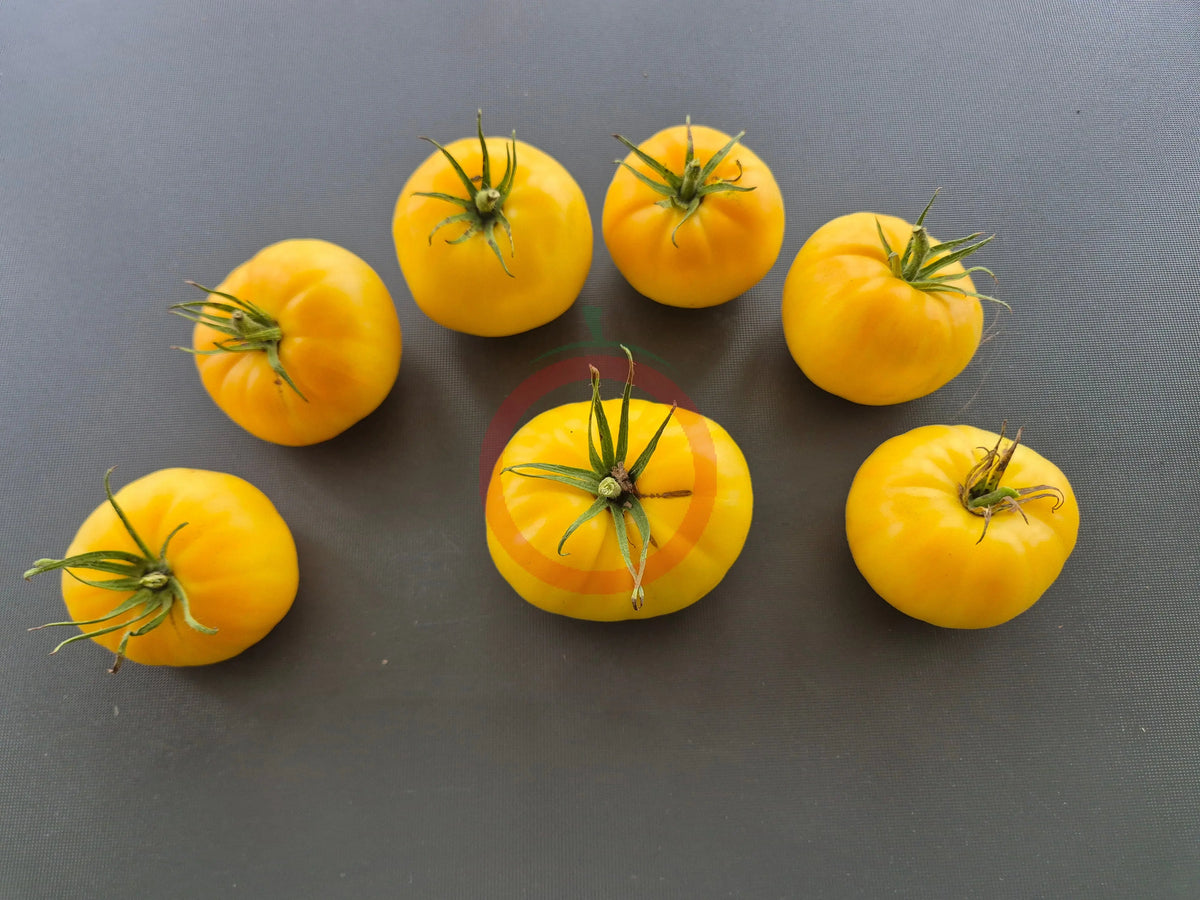 Jack White DER TOMATENFLÜSTERER