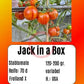 Jack in a Box DER TOMATENFLÜSTERER