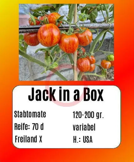 Jack in a Box DER TOMATENFLÜSTERER