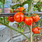 Jack in a Box DER TOMATENFLÜSTERER
