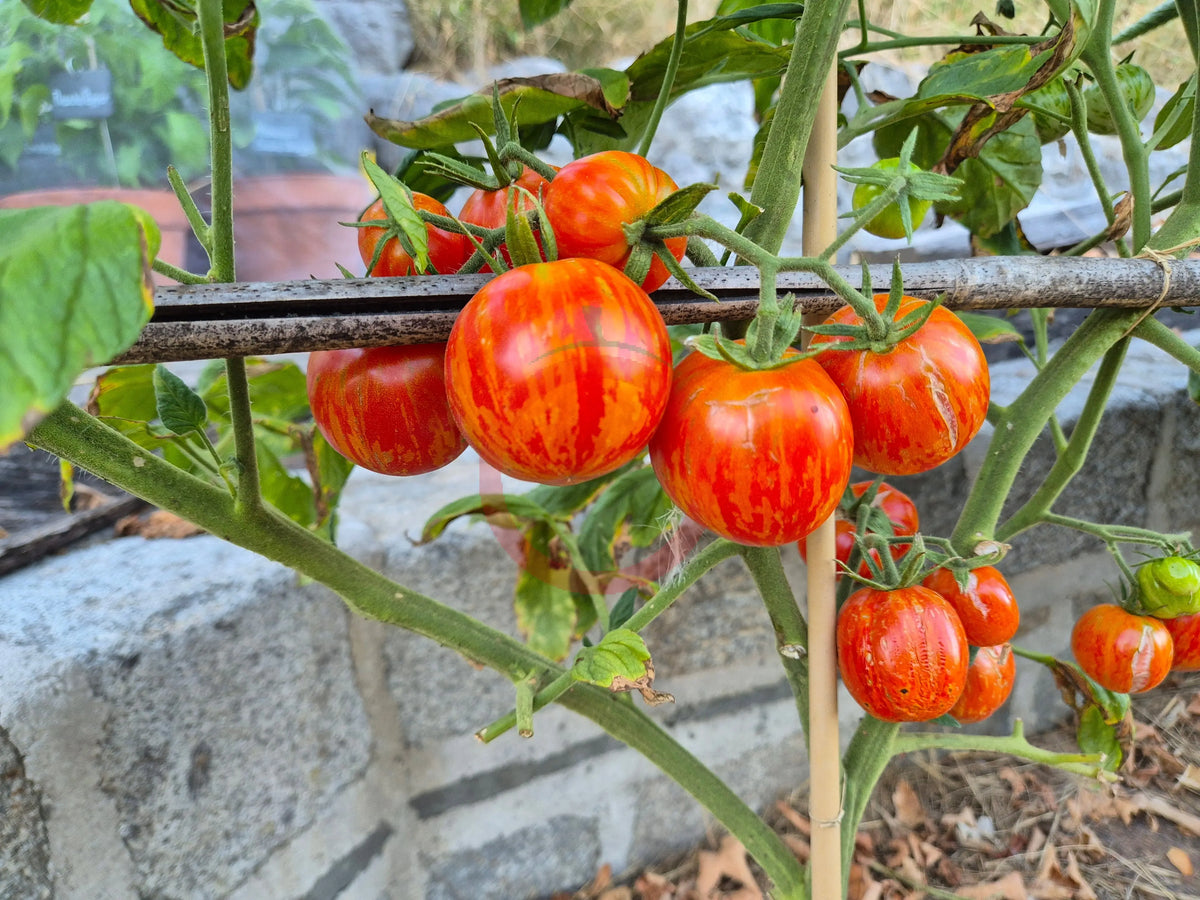 Jack in a Box DER TOMATENFLÜSTERER