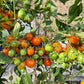 Jack in a Box DER TOMATENFLÜSTERER