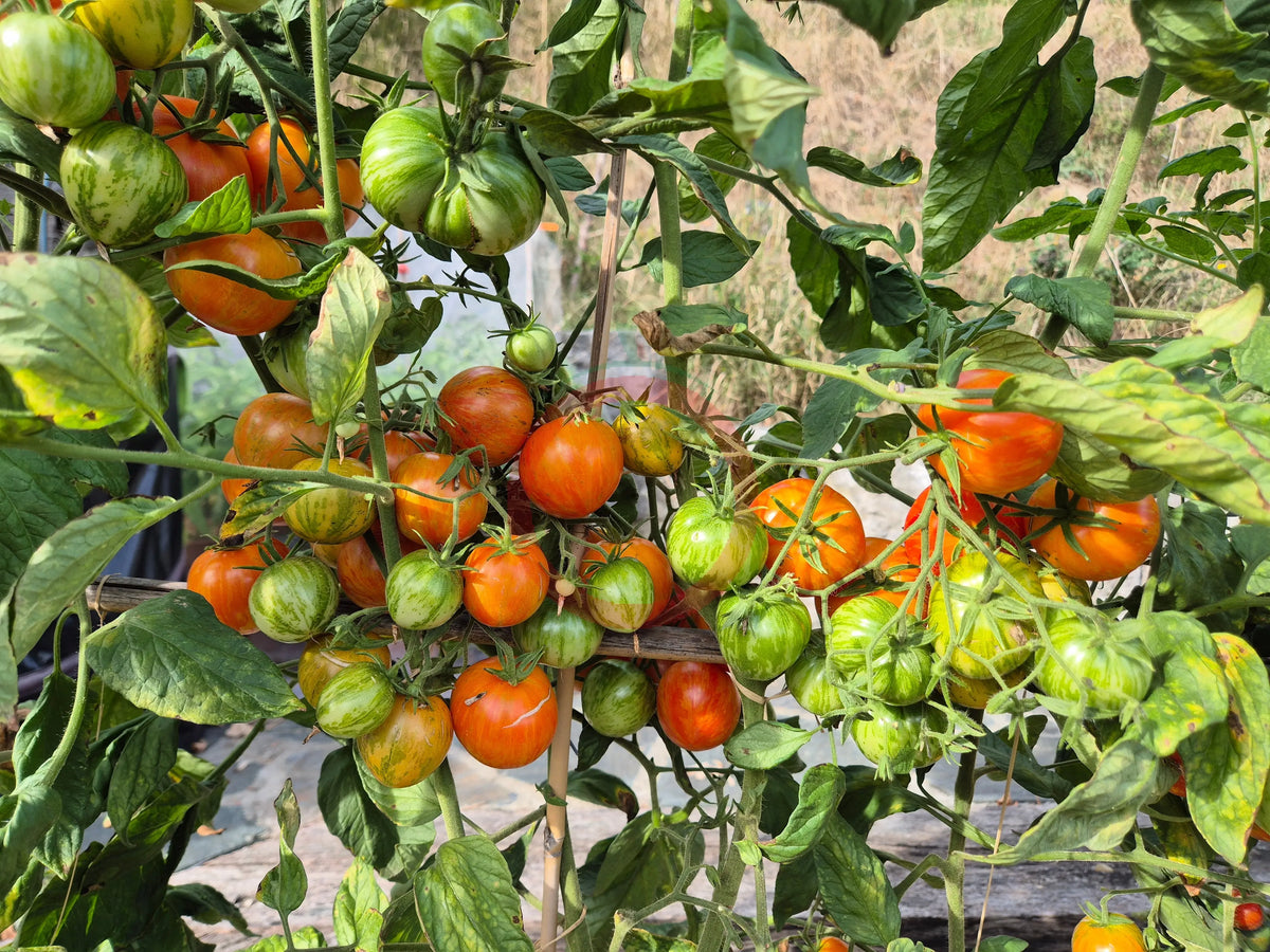 Jack in a Box DER TOMATENFLÜSTERER