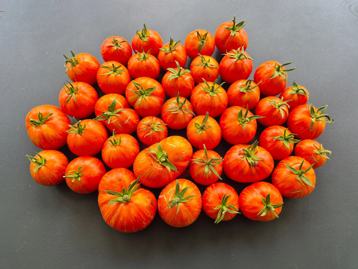 Jack in a Box DER TOMATENFLÜSTERER