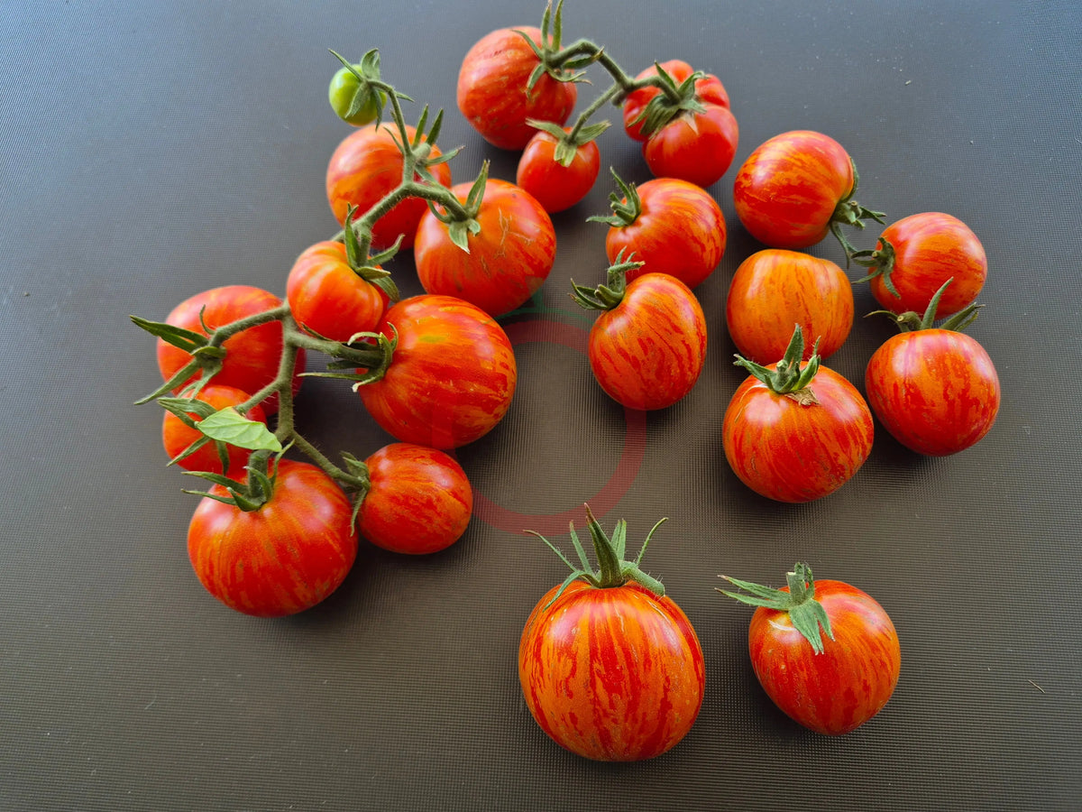 Jack in a Box DER TOMATENFLÜSTERER