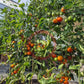 Jack in a Box DER TOMATENFLÜSTERER