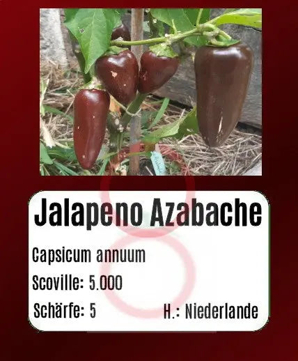 Jalapeno Azabache DER TOMATENFLÜSTERER