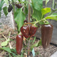 Jalapeno Azabache DER TOMATENFLÜSTERER