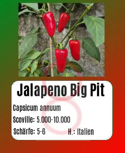 Jalapeno Big Pit DER TOMATENFLÜSTERER