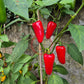 Jalapeno Big Pit DER TOMATENFLÜSTERER