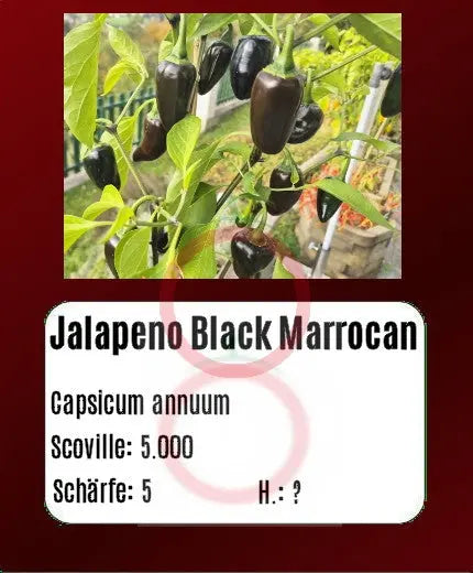Jalapeno Black Marrocan DER TOMATENFLÜSTERER