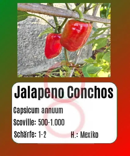 Jalapeno Conchos DER TOMATENFLÜSTERER