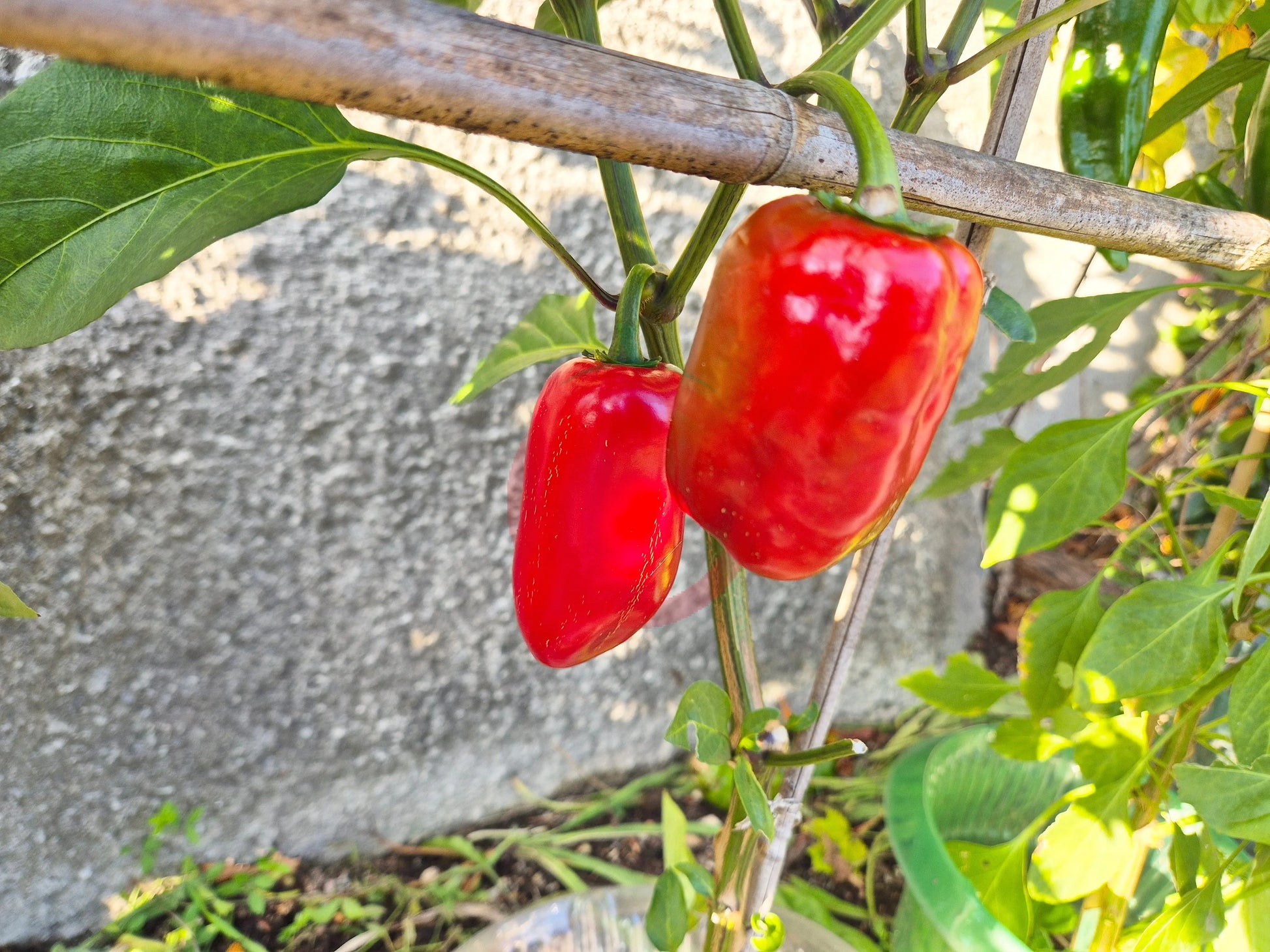 Jalapeno Conchos DER TOMATENFLÜSTERER