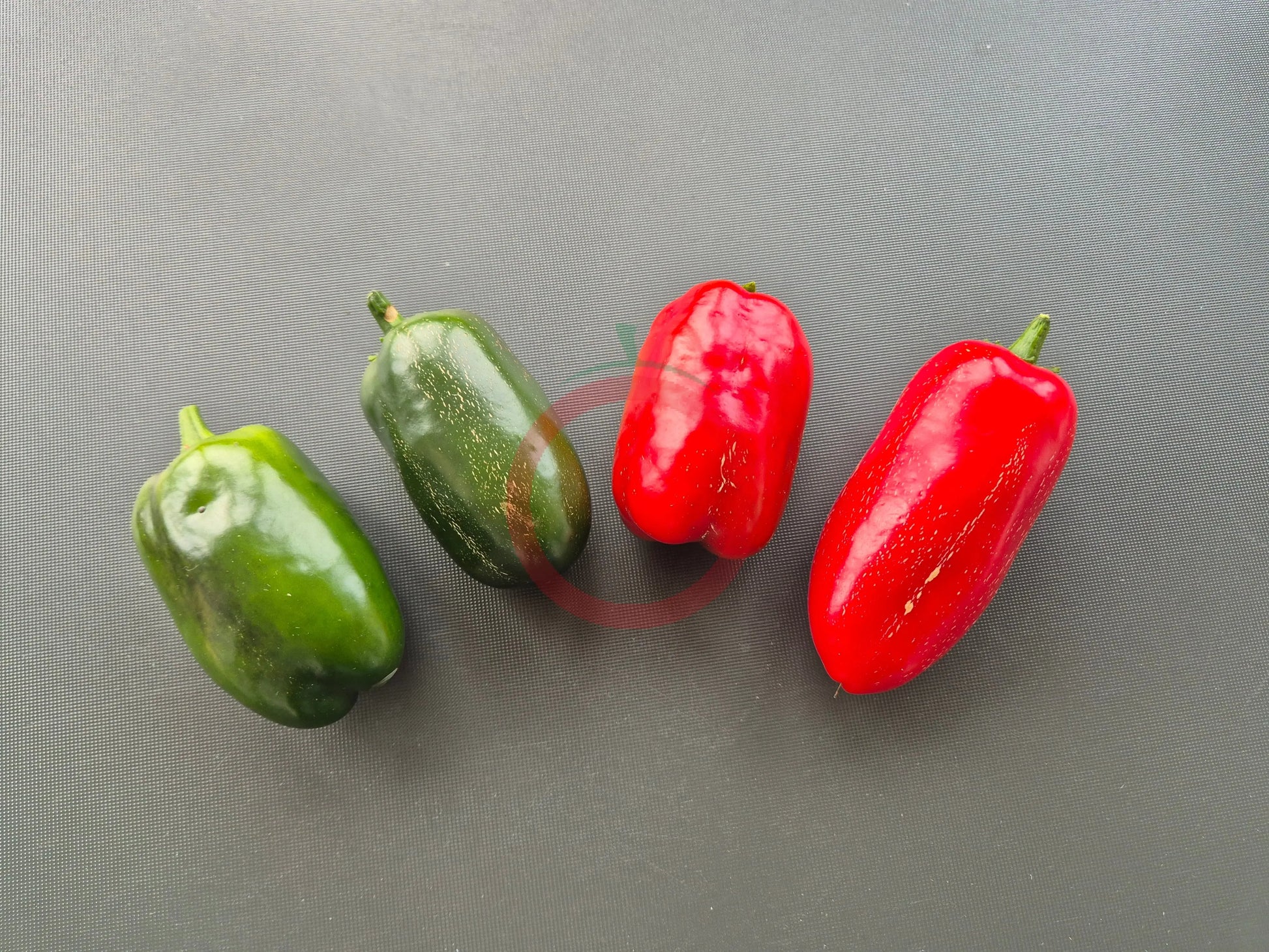 Jalapeno Conchos DER TOMATENFLÜSTERER