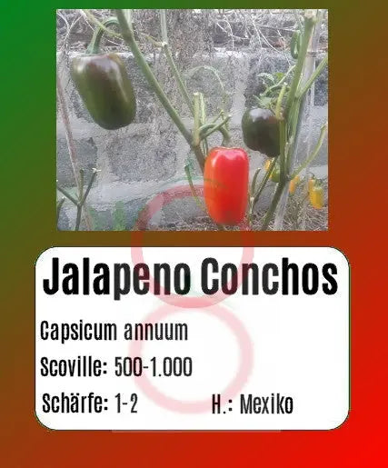 Jalapeno Conchos DER TOMATENFLÜSTERER