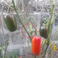 Jalapeno Conchos DER TOMATENFLÜSTERER