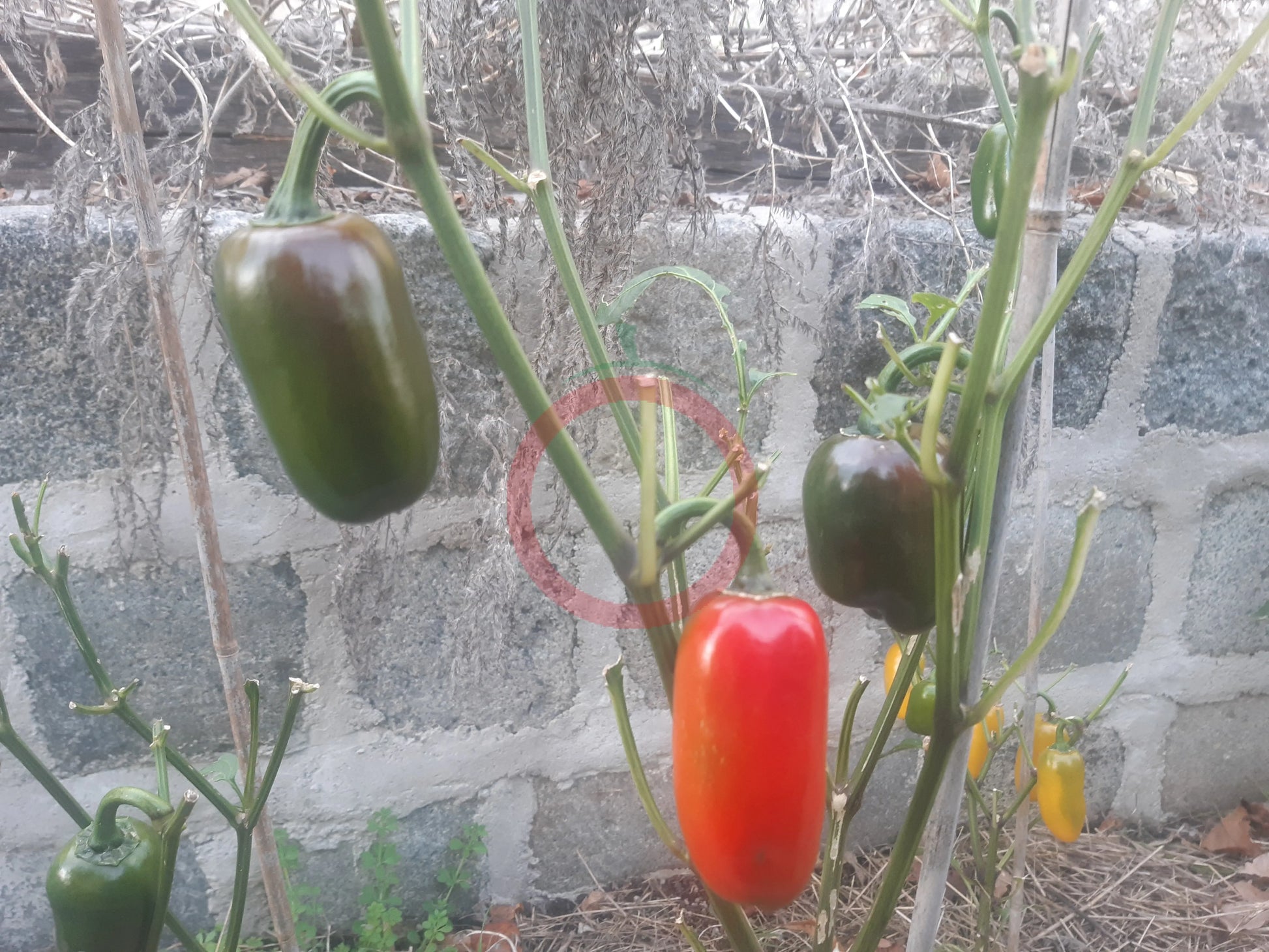 Jalapeno Conchos DER TOMATENFLÜSTERER