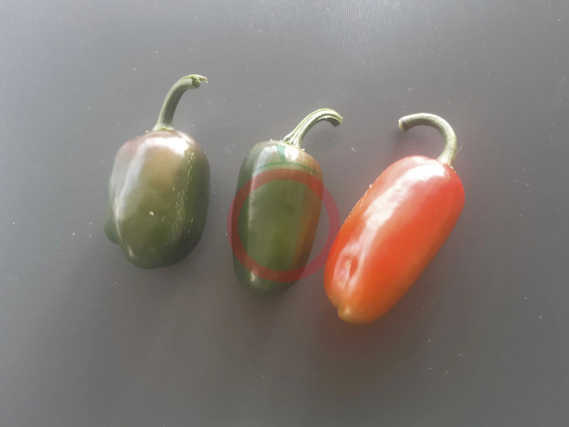 Jalapeno Conchos DER TOMATENFLÜSTERER