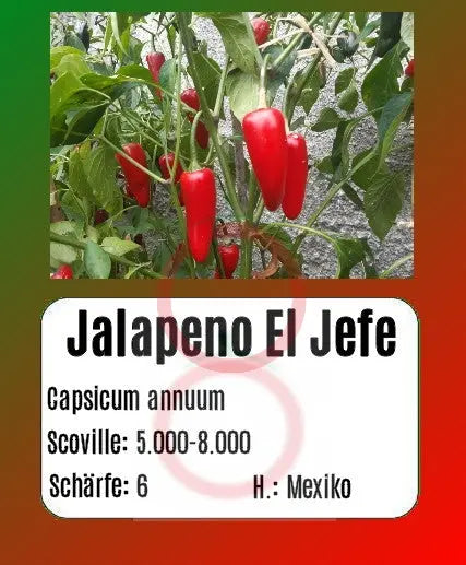 Jalapeno El Jefe DER TOMATENFLÜSTERER