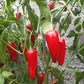 Jalapeno El Jefe DER TOMATENFLÜSTERER