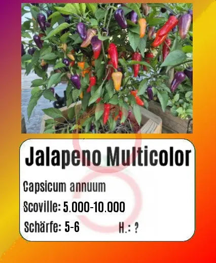 Jalapeño Multicolor DER TOMATENFLÜSTERER