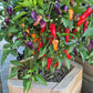 Jalapeño Multicolor DER TOMATENFLÜSTERER