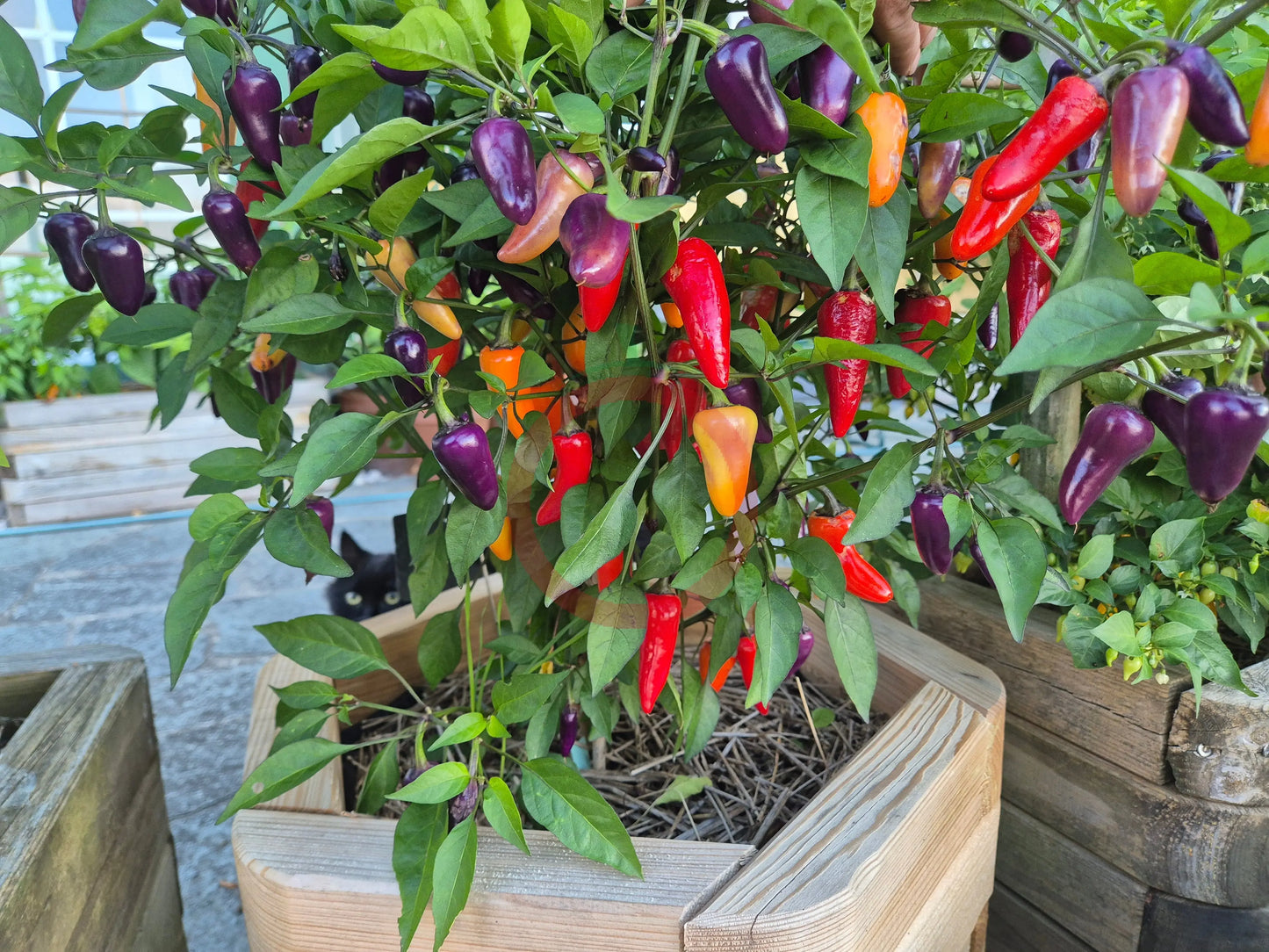 Jalapeño Multicolor DER TOMATENFLÜSTERER