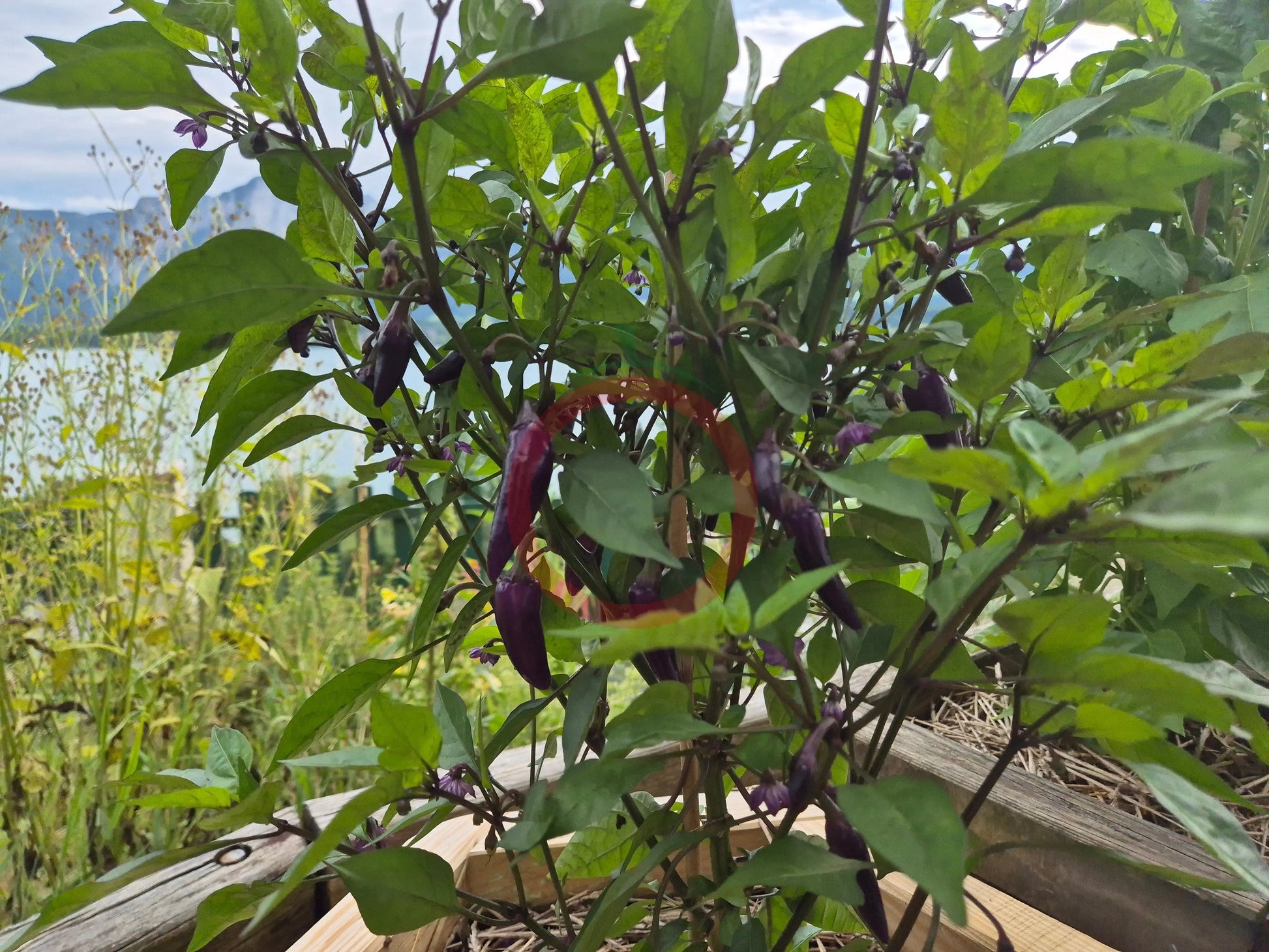 Jalapeno Multicolor DER TOMATENFLÜSTERER