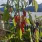 Jalapeño Multicolor DER TOMATENFLÜSTERER