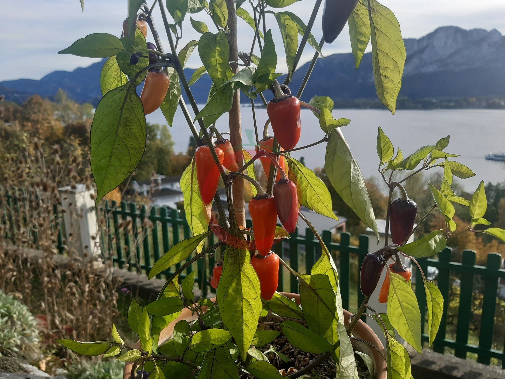 Jalapeño Multicolor DER TOMATENFLÜSTERER