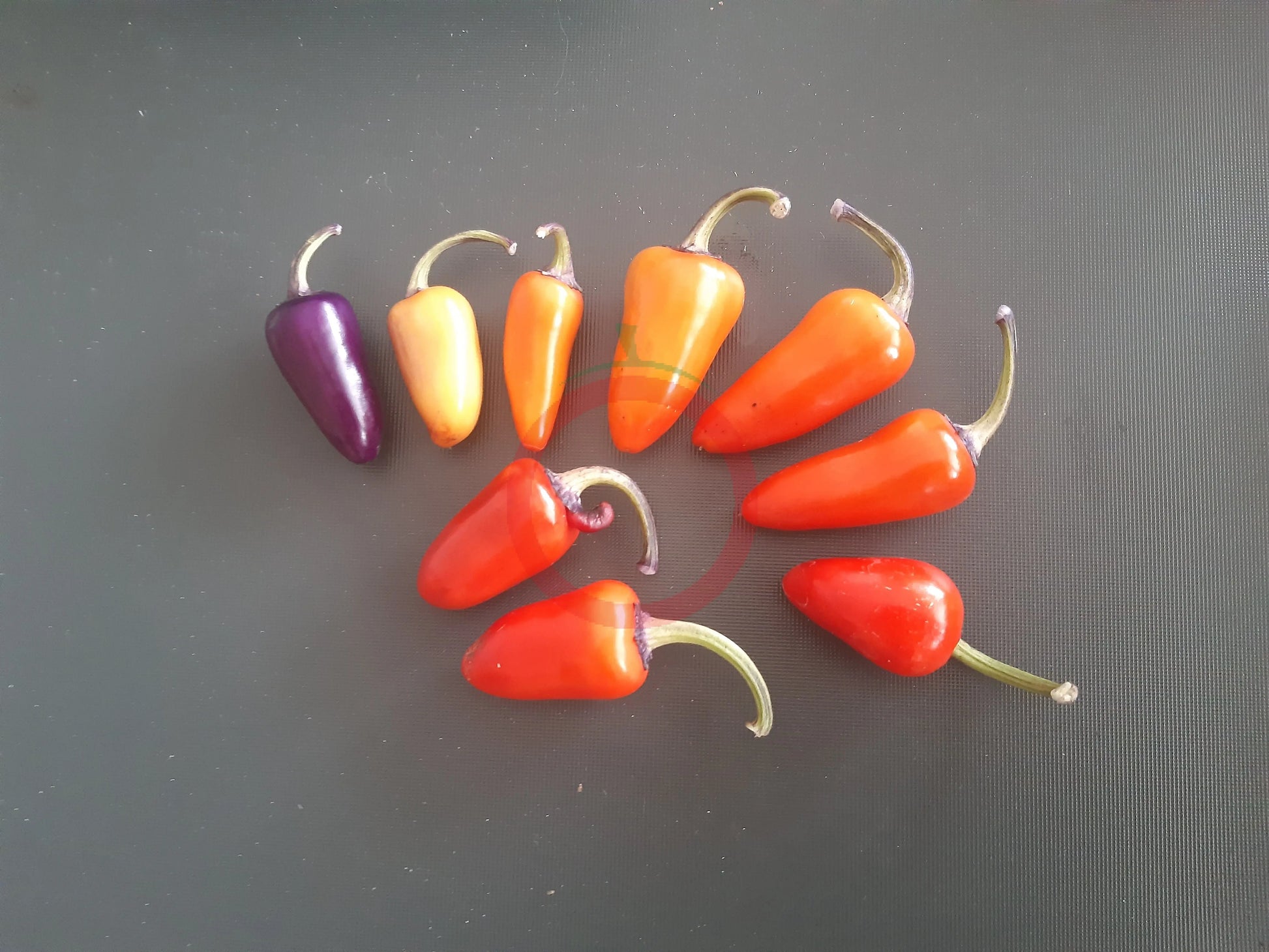 Jalapeño Multicolor DER TOMATENFLÜSTERER